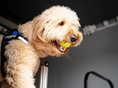 The Benefits of Dog Treadmill Exercises